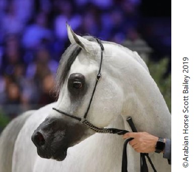 Badge Trophée APCA Menton 2014 – Cheval Arabe Méditerranée – N4333